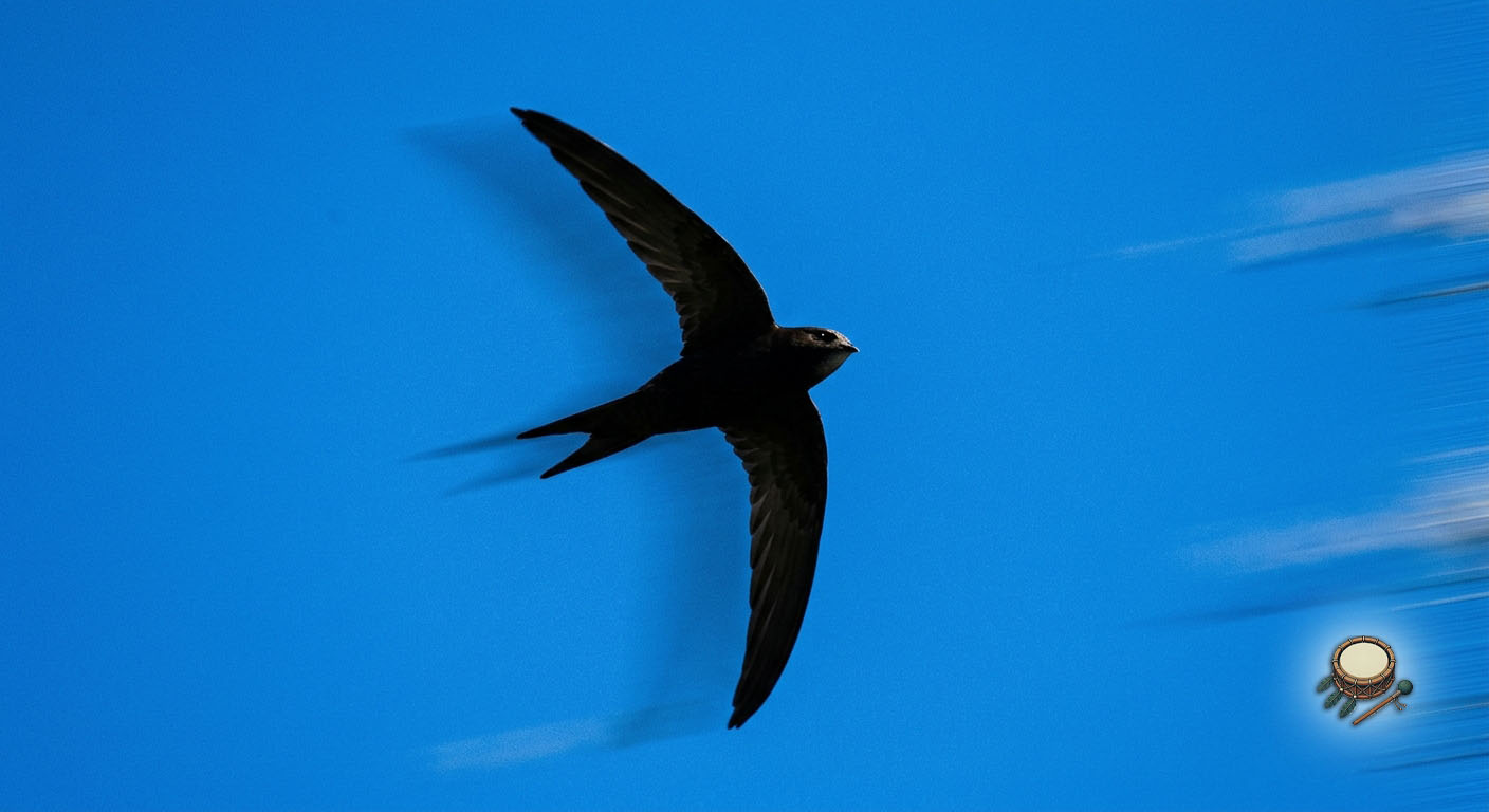 martinet noir symbolique spirituelle vol perpetuel liberte martinet noir symbolique spirituelle vol perpetuel liberte